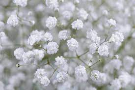 White Cosmic Gypsophila My Color Collection Cut Flowers Danziger