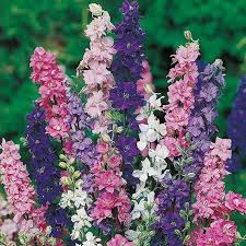 Pin By Amy Acosta On Garden Larkspur Flower Flower Seeds Flower Seeds Online