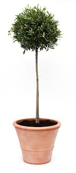 Olive Tree In Pot My Want Of The Week In Front Of Partition Wall Facing Door Potted Olive Tree Potted Trees Olive Tree