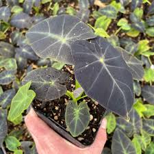 Image result for Colocasia