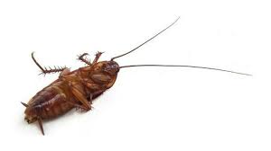 Kill cockroaches yourself safely in your home kitchen or apartment using our diy treatment guide. Getting Rid Of Cockroaches In Your Home Fast And Effectively Propertyguru Malaysia