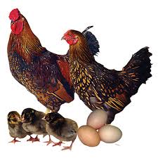 Chicken Breeds Tractor Supply Co Chicken Breeds Chickens Backyard Breeds Raising Backyard Chickens