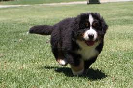 Going to scotland on the ferry with a puppy on wednesday if that helps anyone for transport issues stunning little off standard f1 bernadoddles! Vevey Bernese Mountain Dogs Links