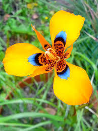 Image result for Moraea simulans