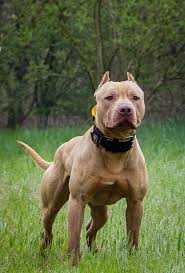 Find images of american pitbull. Pin By Edgar Urquijo On Perros American Pitbull Terrier Bully Dog Pitbull Terrier