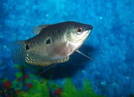 If you need more information, call them: 10 Reasons Tropical Fish Die In A Tank And How To Prevent It Pethelpful