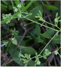 Image result for Polycarpon prostratum