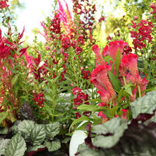 Image result for Celosia schweinfurthiana