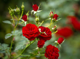 Berbagai macam macam bunga yang ada di bumi ini, blog ini membahas bunga yang hidup di dunia ini. 40 Jenis Bunga Cantik Menawan Dan Bermanfaat