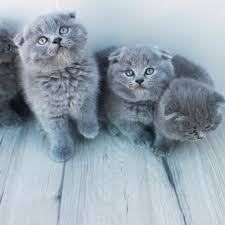 Satilik Scottish Fold Panosundaki Pin