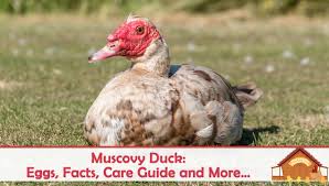 Muscovy Duck Eggs Facts Care Guide And More