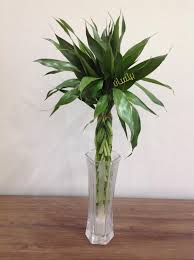 فوائد عصا موسى في البيت إن نبات بيلسان لبيع نباتات الزينة Facebook