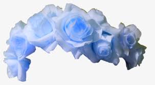 .under light pink white clouds sky during sunrise 4k hd flowers desktop & mobile backgrounds, photos in hd, 4k high quality resolutions from category flowers with id #81576. Blue Rose Png Images Free Transparent Blue Rose Download Kindpng