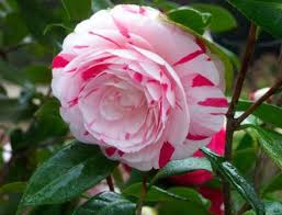 Find the perfect camellia bush stock photo. La Peppermint Camellia Shrubs Trees All Almost Eden