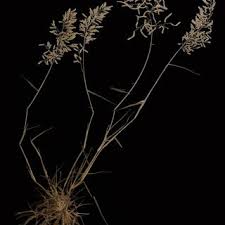 Image result for Eragrostis anacranthoides