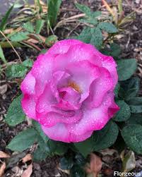 Shop online at park seed for premium rose seeds. How To Plant Grow And Care For Roses An All In One Guide Florgeous
