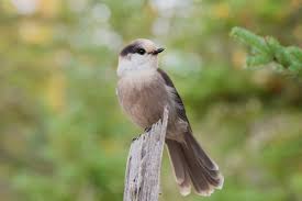 It has a dark bill, yellow eyes and black legs and feet. 10 Birds To Look For In Canada This Summer Canadian Geographic