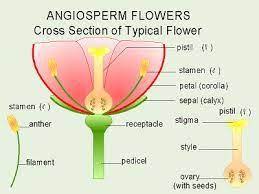Structure Of Angiosperms Parts Of A Flower Planting Flowers Biology Activity