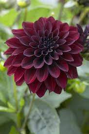 Burgundy Dahlia Google Search Flower Prints Art Trendy Plants Flowers Perennials