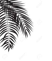 Monstera frond, plant leaves silhouettes and tropical palms fronds. Beautifil Palm Tree Leaf Silhouette Background Royalty Free Cliparts Vectors And Stock Illustration Image 61995109