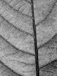 Tree Leaf Texture Organic Structure Texture Sketch Jungle leaves drawing at getdrawings | free download.
