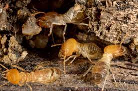 We did not find results for: Se Debarrasser Des Termites Pratique Fr