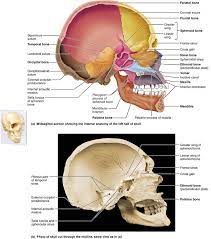 The Skull Axial Skeleton Facial Bones Skeleton Anatomy