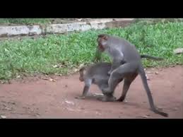 Youtube Animals Youtube World