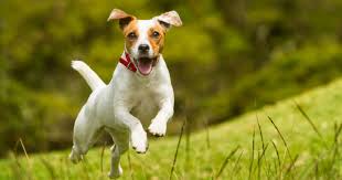 We did not find results for: Jack Russell Cross Beagle The Jack A Bee