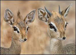 Yatay düzleme göre yer çekimi doğrultusunda bulunan, eğik olmayan. Dik Diks Mate For Life Goway