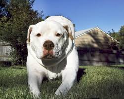 Top 25 dog coloring pages for kids: American Bulldog Facts And Photos Lovetoknow