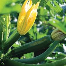 Zucchini is a vine that grows quickly but can take up a lot of space in your garden. Hepworth Farms Summer Squash Zucchini