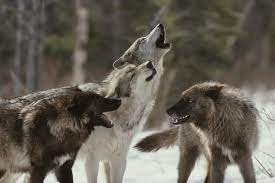 Wolves Are Beautiful Timber Wolf Wolf Photos Wolf Images