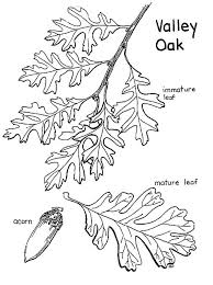 Oaks do not necessarily produce acorns every year. Valley Oak Tree Leaves And Fruit Coloring Page Color Luna Fruit Coloring Page Fruit Coloring Tree Coloring Page