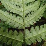 Image result for Blotiella glabra