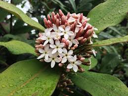 Image result for Acokanthera oblongifolia