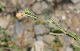 Image result for Oenothera indecora