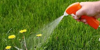How Long After Weed Killer Can I Plant Grass Seed