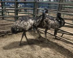 We did not find results for: Heartland Exotic Bird And Animal Auction Nex Tech Classifieds
