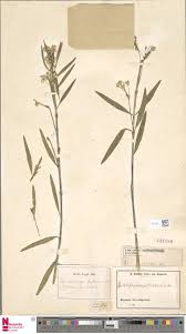 Image result for Kanahia laniflora