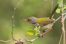 50 gambar cucak lumut jantan dan betina burung yang masih memiliki kerabat dengan burung cucak rawa, cucak jenggot dan kutilang ini sering sekali kita jumpai bagi kicaumania mungkin ada yang belum faham akan cara membedaka trotoka jantan dan betina, saya akan sedikit berbagi siapa tau dapat bermanfaat bagi para saudara. Download Suara Burung Prenjak Dan Tips Agar Gacor Abahtani