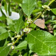 Image result for Xyris natalensis