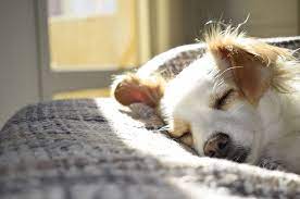 My Dog Sleeps All Day Is That Normal