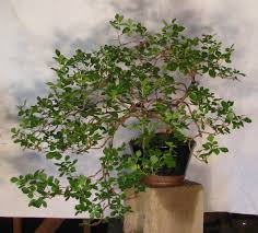 How to grow rhus trilobata 'autumn amber': Rhus Trilobata Autumn Amber Three Leaf Sumac Colorado Rocky Mountain Bonsai Suiseki