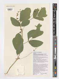 Image result for Neorautanenia mitis