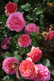 Princess Alexandra Of Kent Gibridnye Chajnye Rozy Krasivye Cvety Anglijskaya Roza