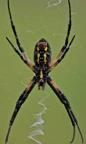 Maybe you would like to learn more about one of these? 6 Biggest Spiders In Florida Owlcation
