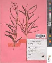 Image result for Chamaecrista gracilior