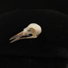 Delicate Iora Bird Skull Real Bone Available For Purchase At Natur