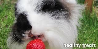 Yes, though i would limit sugary treats (strawberries and other fruits fall into this category) to no more than 3 times per week. What Can I Feed My Rabbit As A Treat Healthy Treats For Rabbits